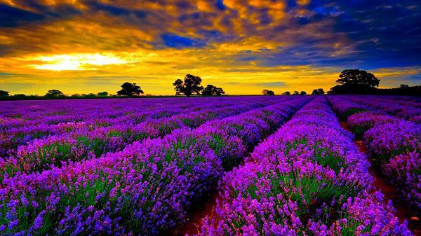 hoa lavender dep 1