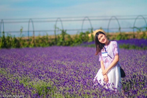 hoa oai huong lavender