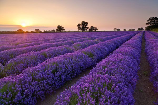 hoa lavender dep 