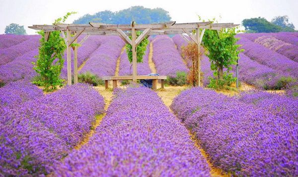 hoa oai huong lavender 2