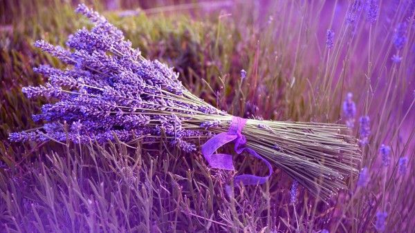 hoa oai huong lavender 