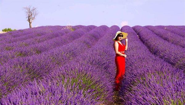 hoa oai huong lavender 1
