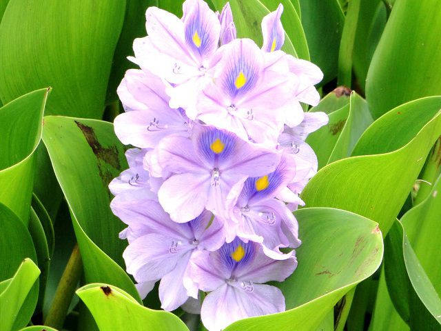 Hoa lục bình là loài hoa đẹp và được ưa chuộng bởi sự tươi mới và tinh tế trong từng cánh hoa. Hãy xem hình ảnh về hoa lục bình để thấy rõ vẻ đẹp tự nhiên và thanh lịch của chúng.