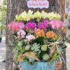 Chậu Lan Sinh Nhật