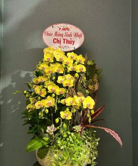 lan hồ điệp ghép lũa